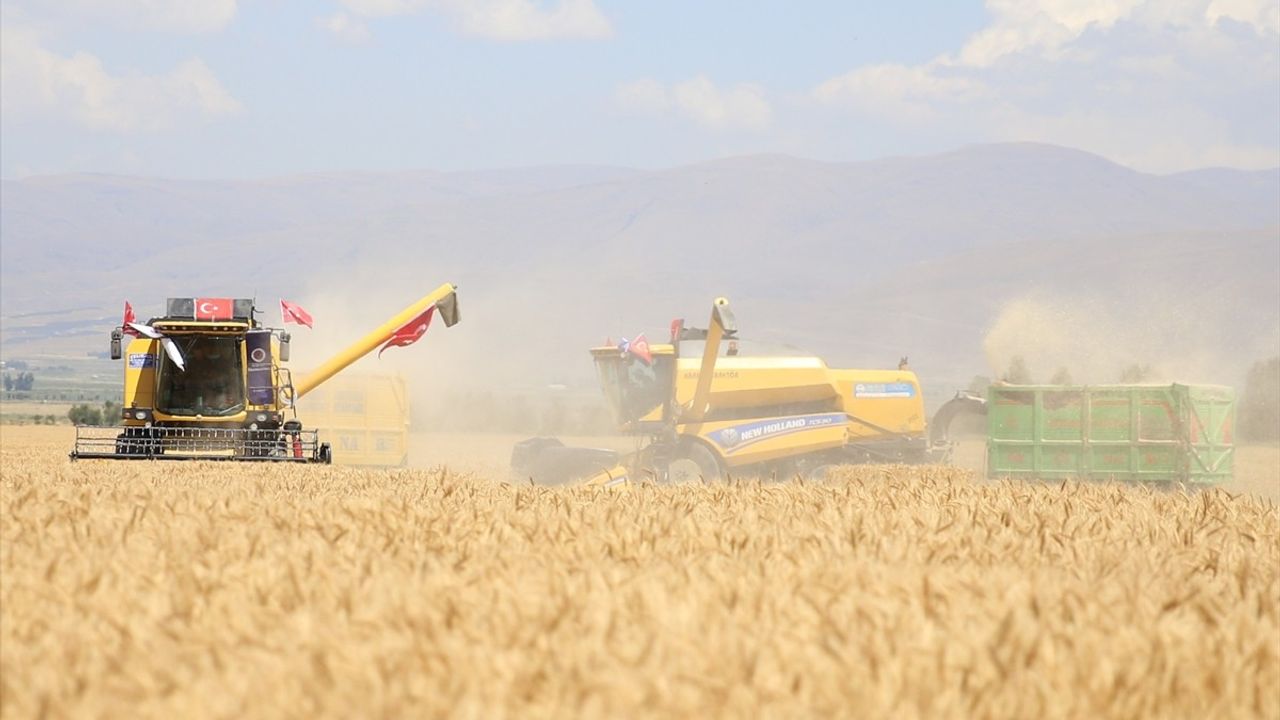 Erzurum'da 'Alturna' Tohumuyla Hasat Başladı