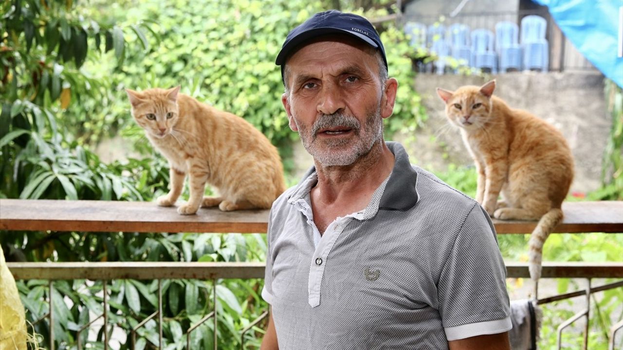 Giresun'da Kedilere Destek Veren Temel Sezer
