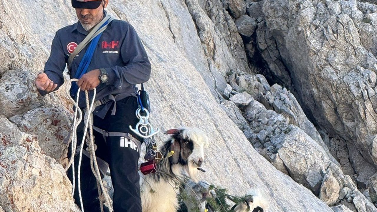 Gündoğmuş'ta Dağda Mahsur Kalan Keçiler Kurtarıldı