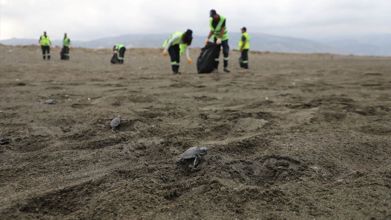Hatay'da Deniz Kaplumbağası Yavrularına Destek