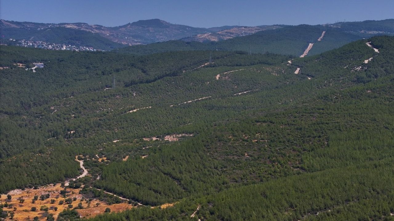 İzmir'de Orman Yangını Sonrası Ağaçlandırma Başarıyla Tamamlandı