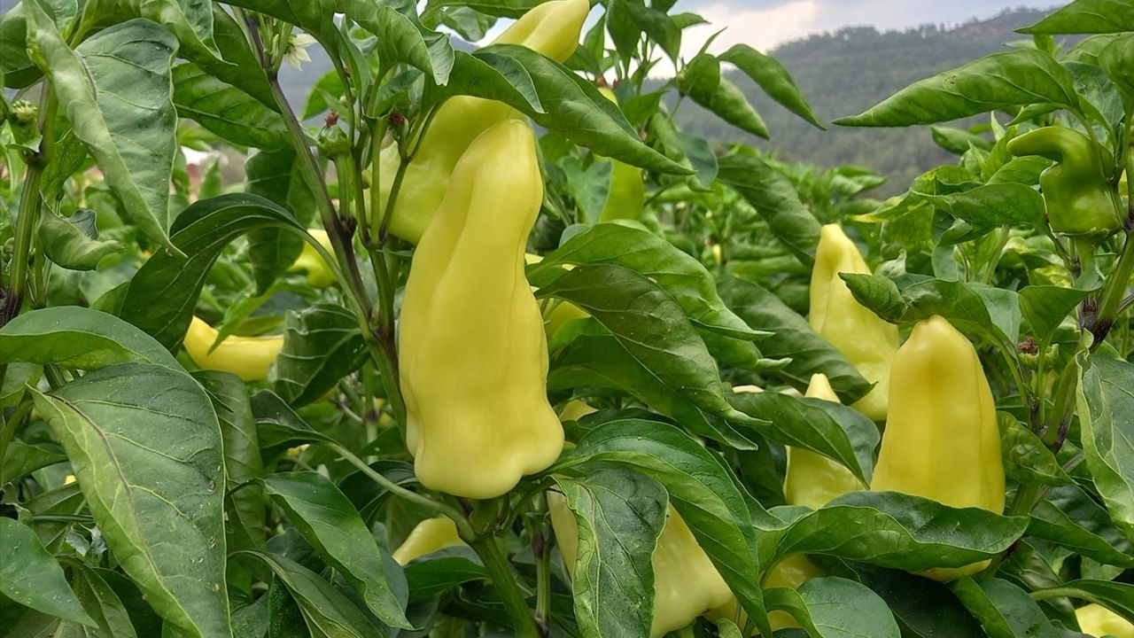 Kale Biberinin Hasadı Başladı
