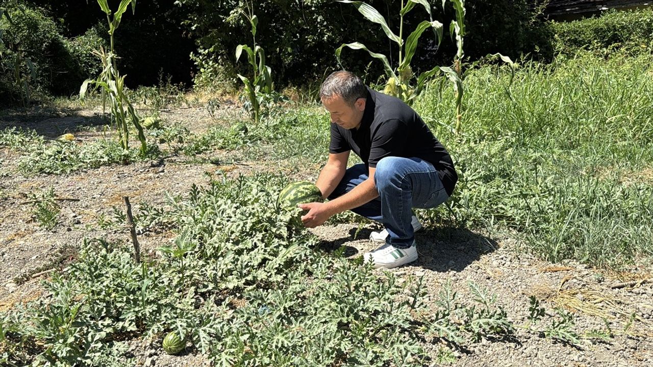 Karabük'te Karpuz Hasadı Etkinliği Düzenlendi