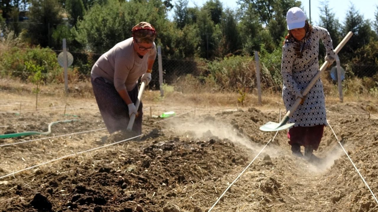Karabük'te Safran Ekimi Başladı