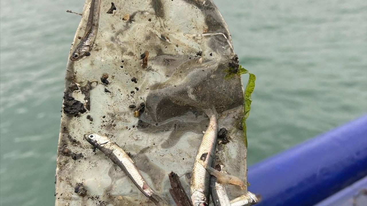 Karadeniz'deki Balıklarda Mikroplastik Araştırması