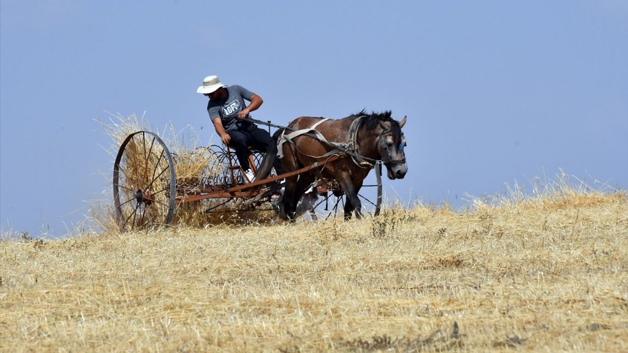 Kars'ta Çiftçiler Son Buğday Hasadını Yapıyor