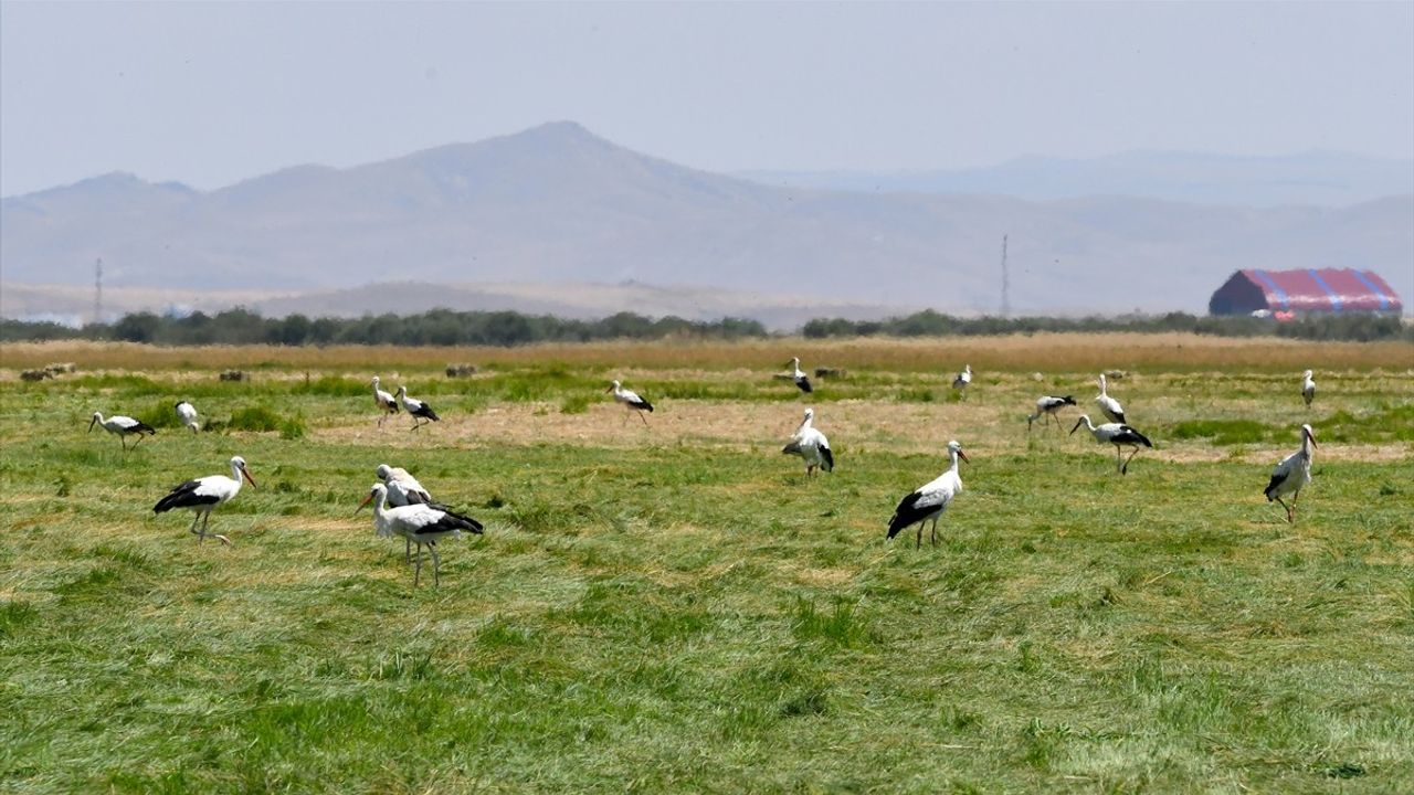 Kars'ta Leyleklerin Hasat Şenliği