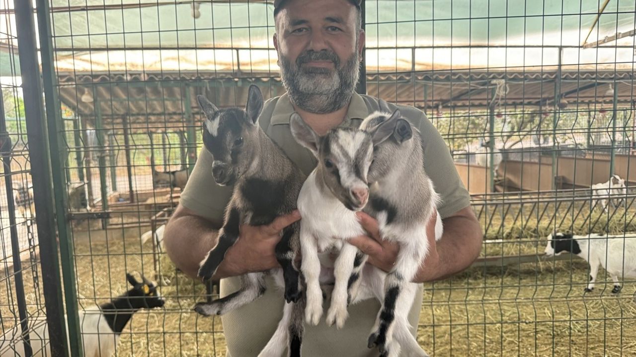 Keçiden Gelen Eğlence: Poşet Macerası