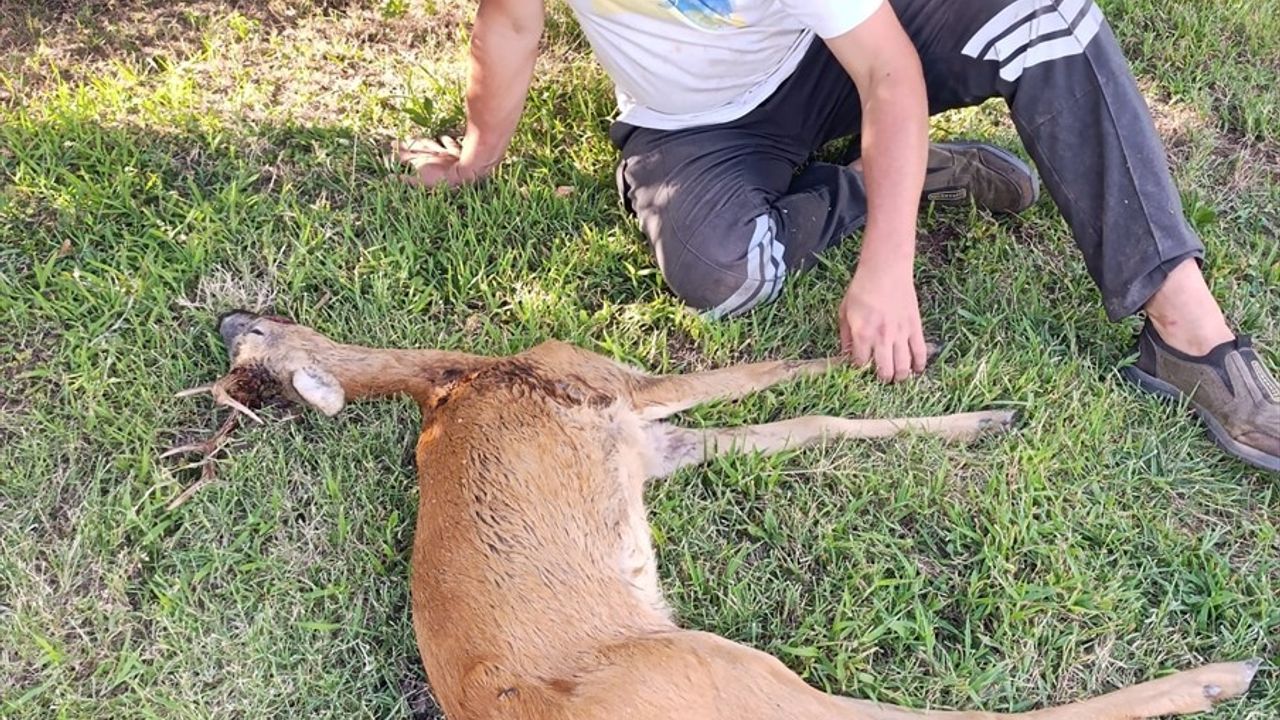 Kırklareli'nde Yaralı Karaca Kurtarıldı