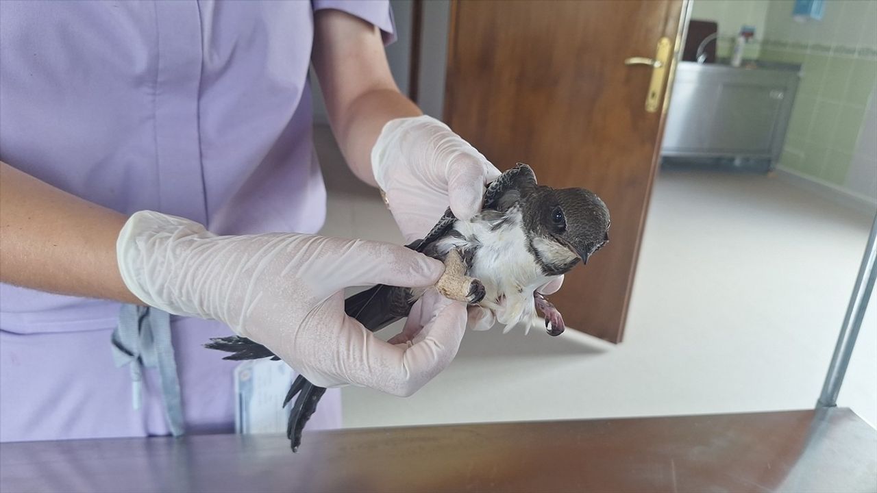 Kızılırmak Deltası'ndaki Yaralı Ak Karınlı Ebabil Tedavi Altında