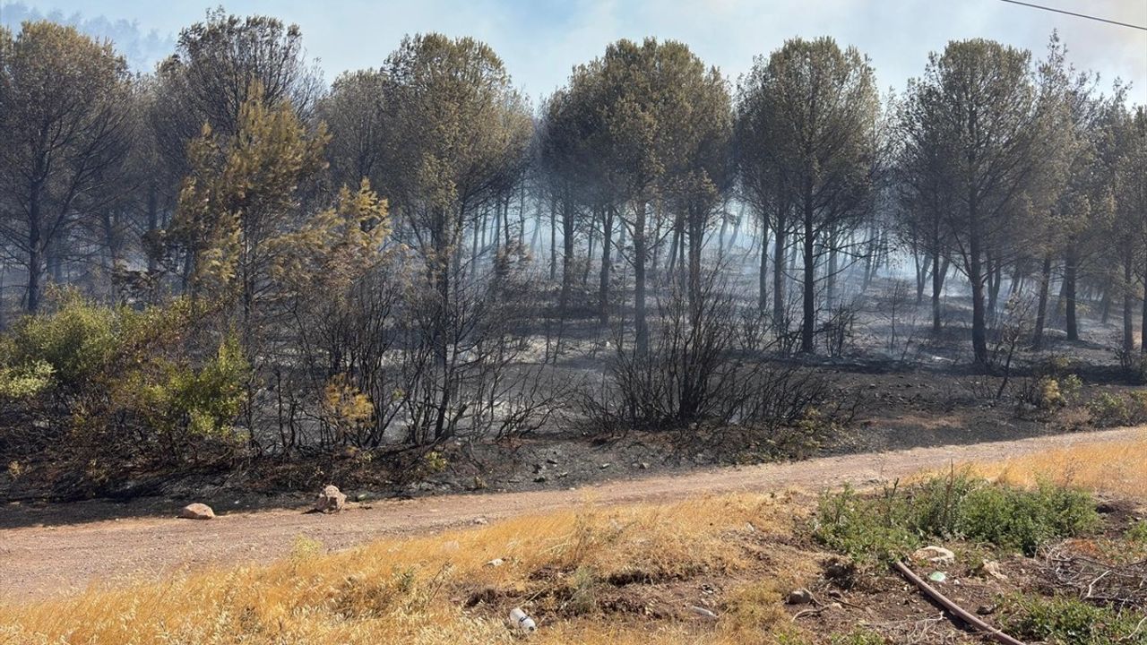 Manisa Soma'daki Orman Yangınına Hızla Müdahale Ediliyor