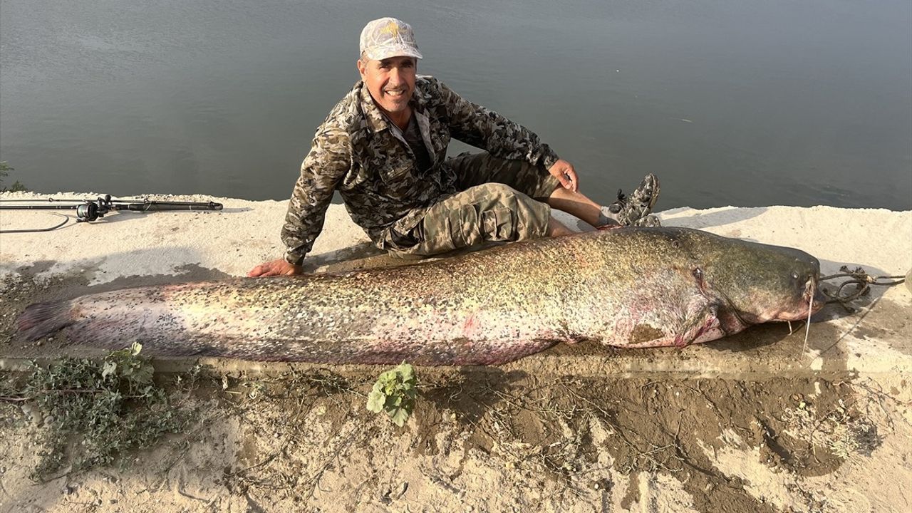 Meriç Nehri'nde 2,5 Metrelik Yayın Balığı Yakalandı