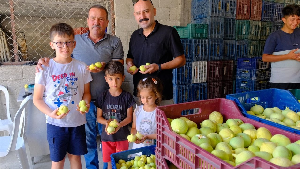 Mersin'de Beyaz İncir Hasadı Devam Ediyor