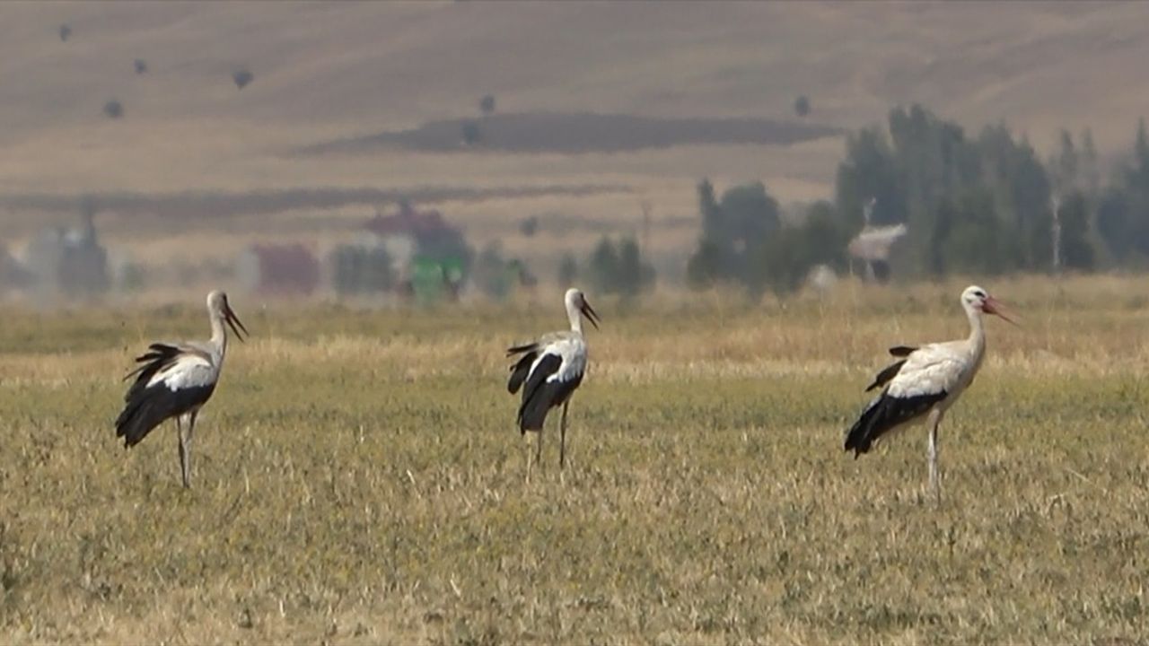 Muş Ovası'ndaki Leylekler Göçe Hazırlanıyor