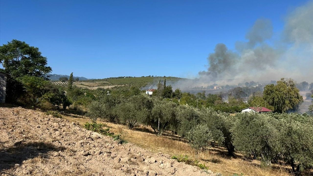 Osmaniye'de Zeytinlikteki Yangına Hızlı Müdahale