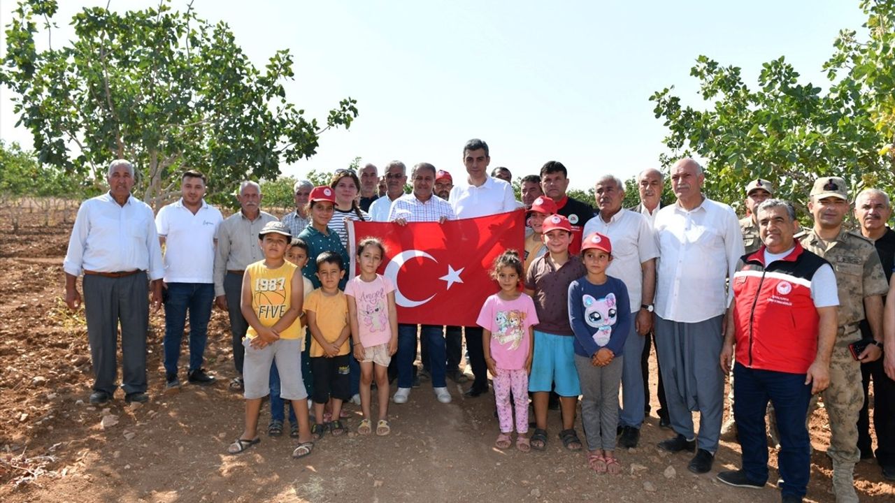 Şanlıurfa Valisi Şıldak Fıstık Hasadında