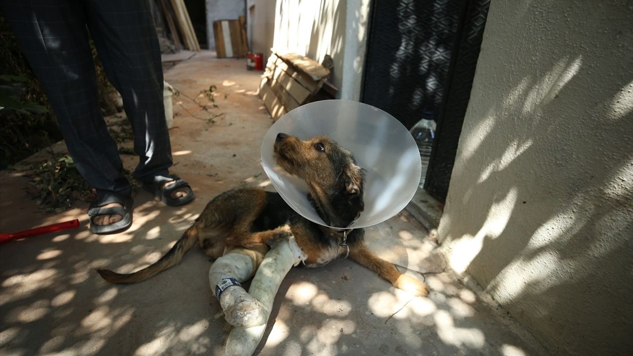 Sındırgı'daki Depremde Yaralanan Köpek Tedavi Edildi