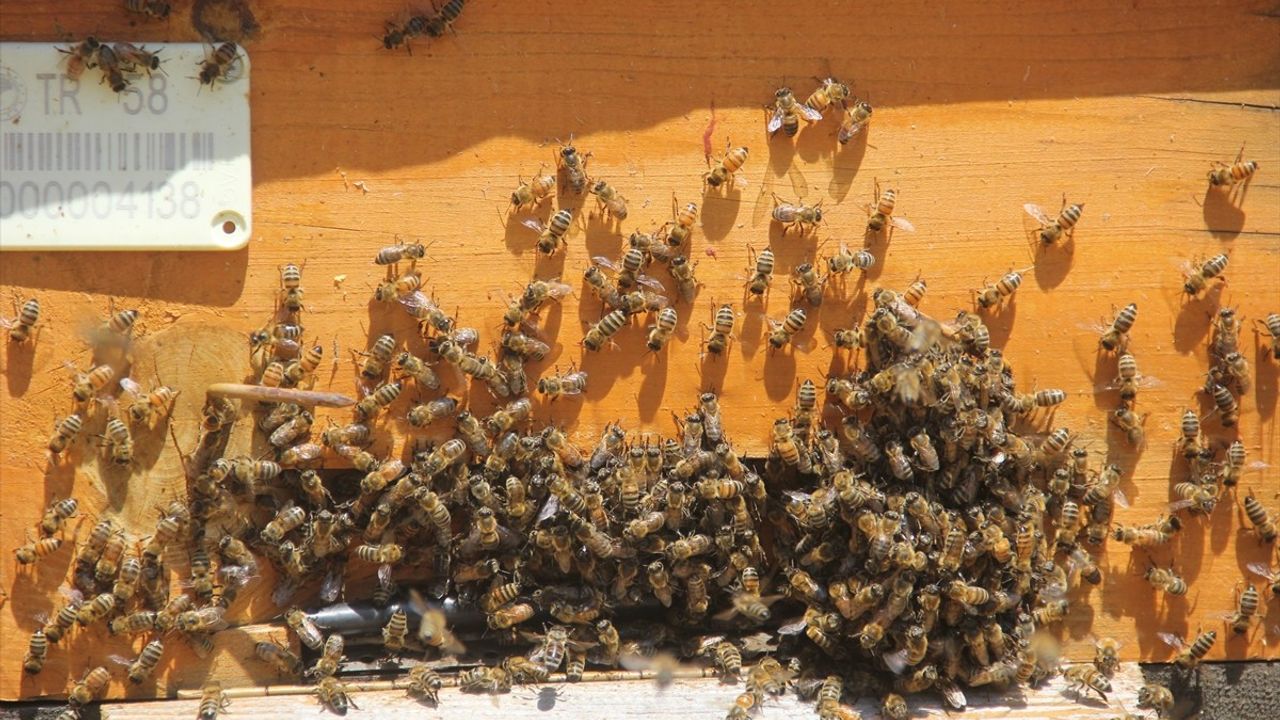 Sivas'ta Zara Balı'nda Erken Hasat Sezonu
