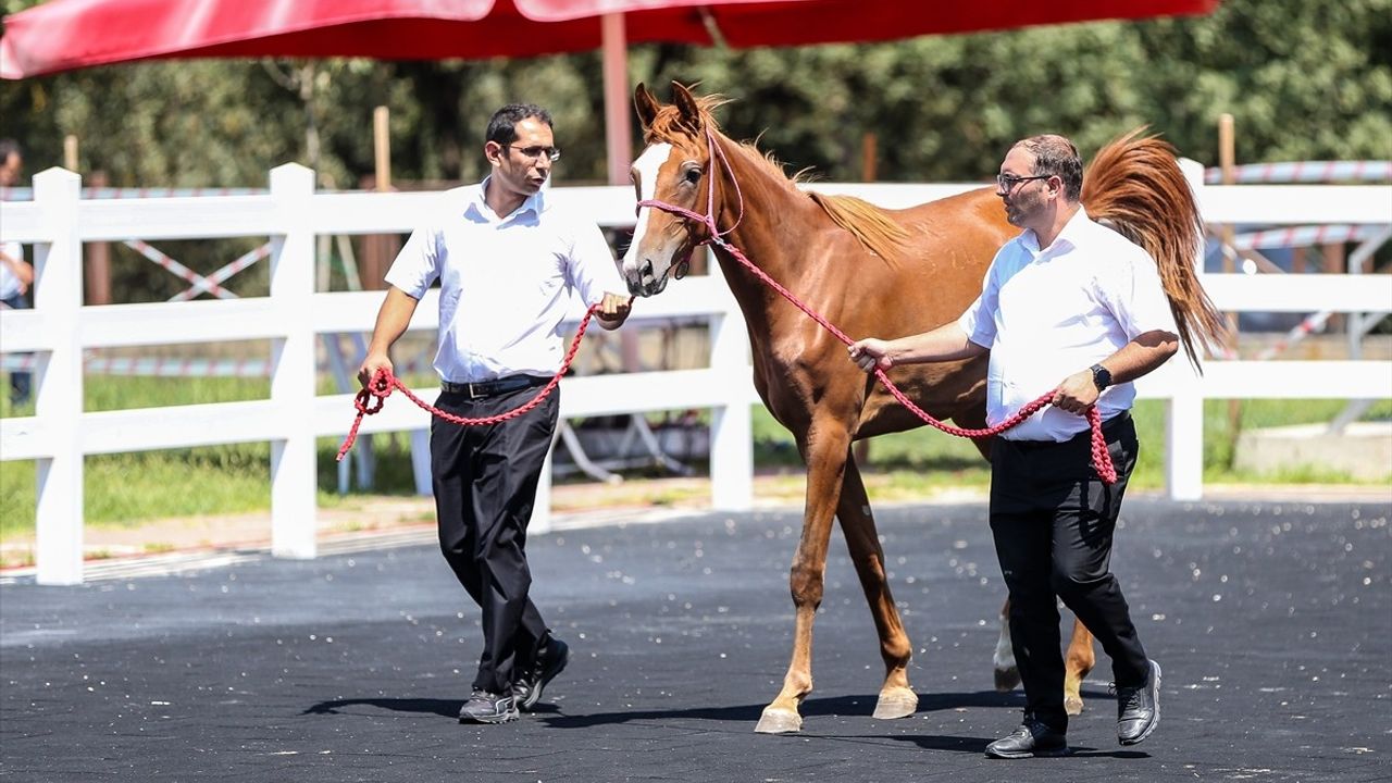 TİGEM 51 Tay Satışından 27,75 Milyon Lira Gelir Elde Etti