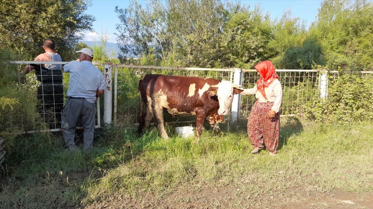 Tokat'ta İtfaiye Ekipleri 3 İneği Kurtardı