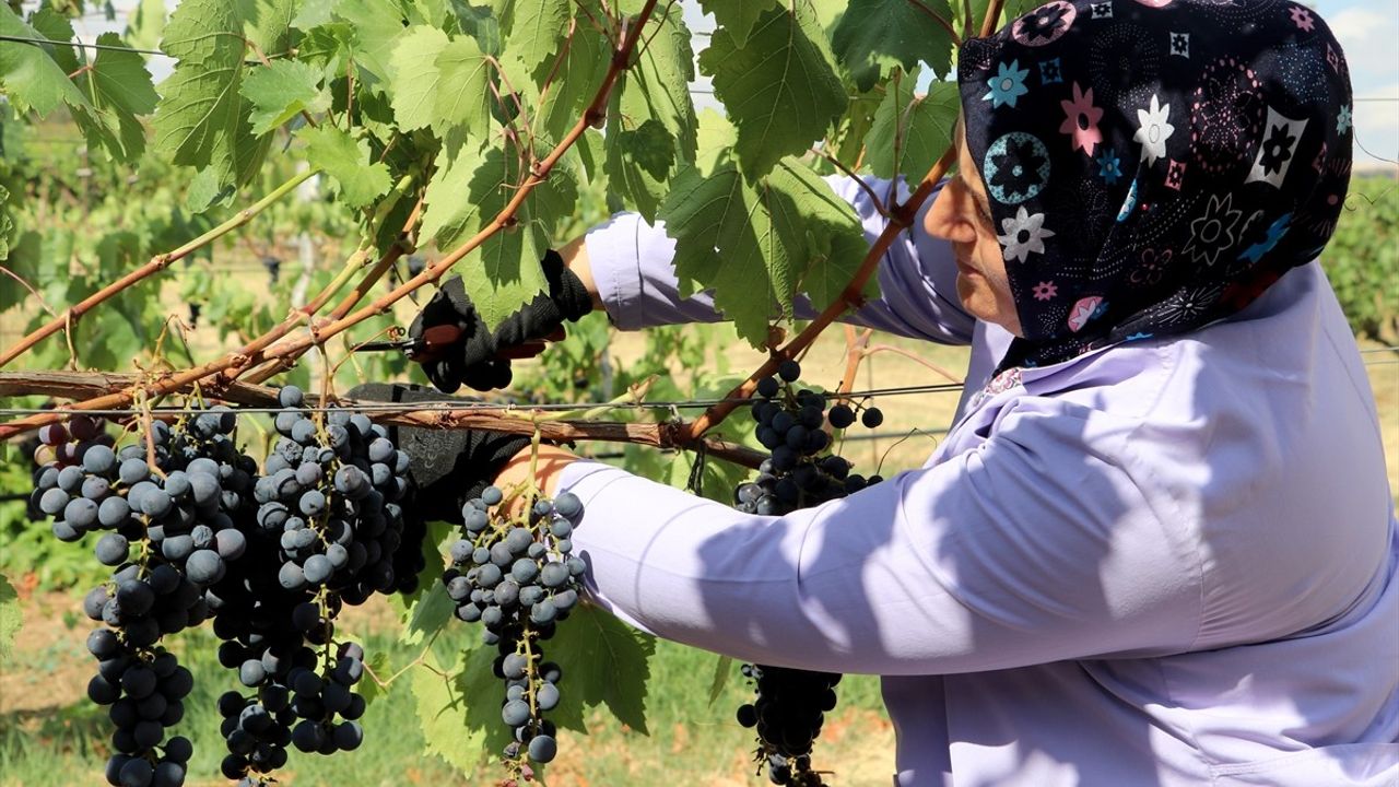 Trakya İlkeren Üzümünde Hasat Başladı