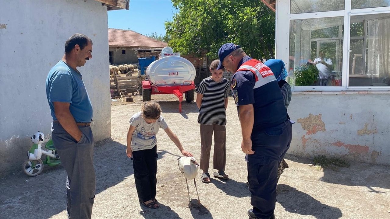 Yozgat'ta Yaralı Leylek 'Su' Jandarmaya Teslim Edildi