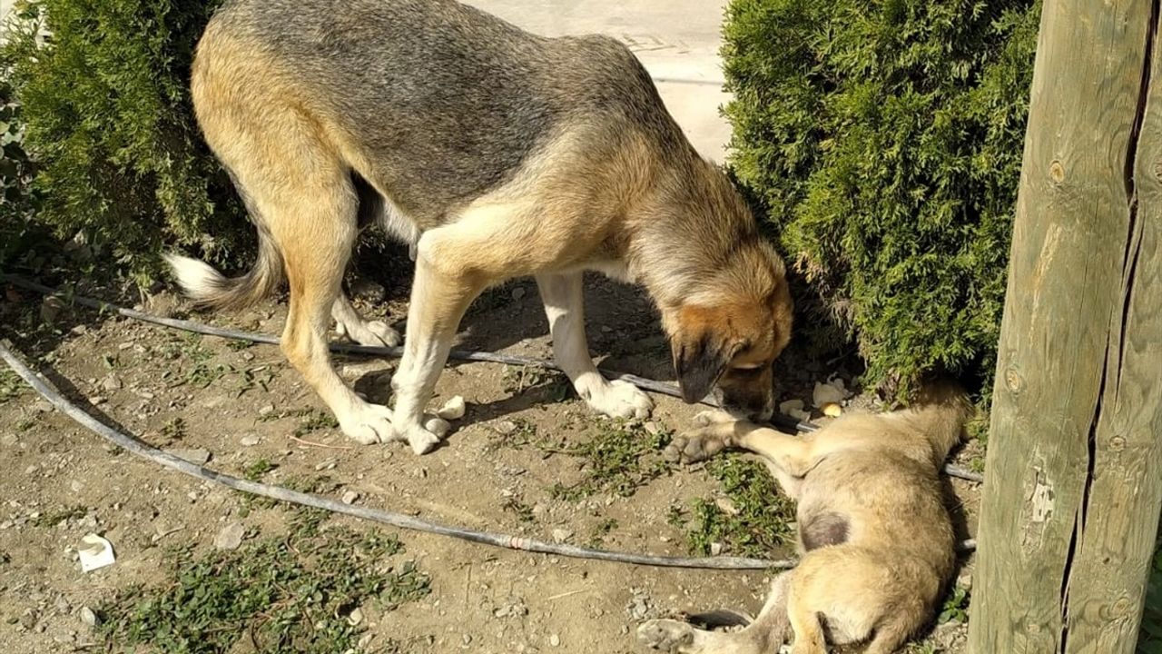 Amasya'da Sahipsiz Köpek, Yaralı Yavrusunun Başından Ayrılmadı