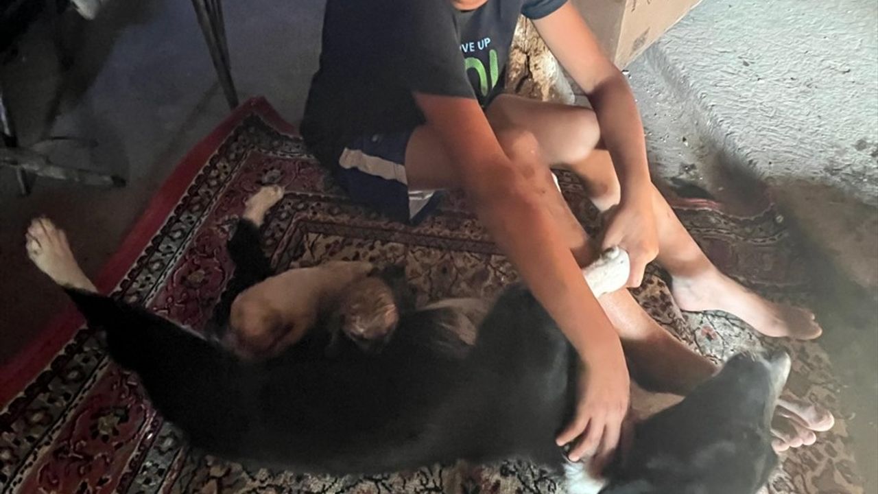 Amasya'da Su Borusuna Sıkışan Köpek Yavruları Kurtarıldı