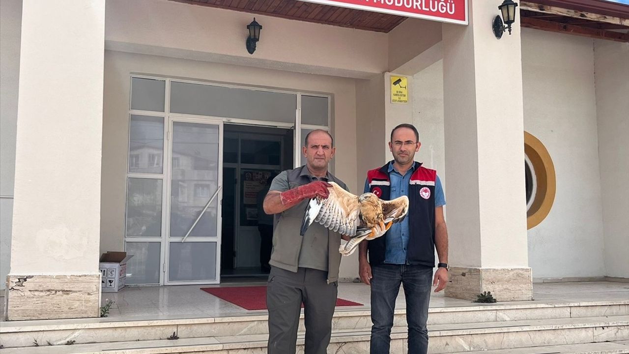 Amasya'da Yaralı Şahin Kurtarıldı