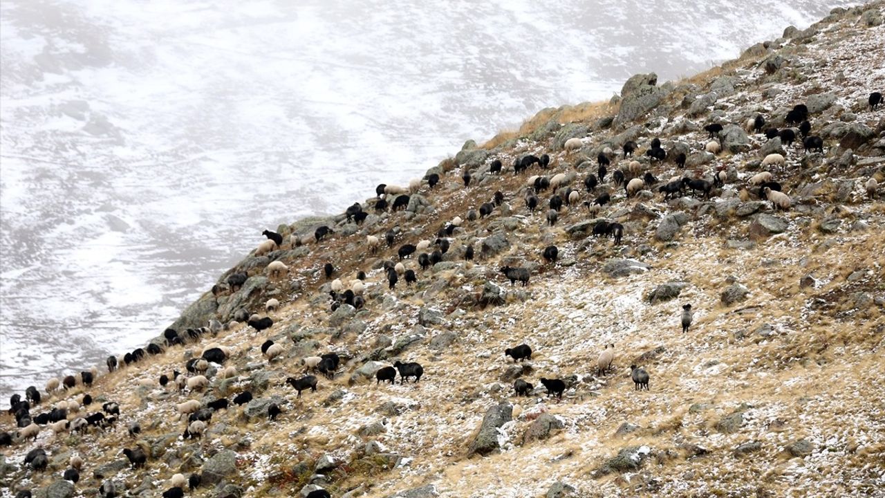 Ardahan'daki Küçükbaş Hayvan Sürüleri Kar Yağışına Yenik Düştü