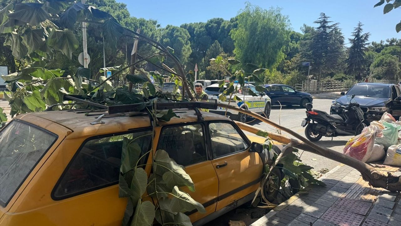 Aydın'da Ağaç Dalı Otomobilin Üzerine Düştü