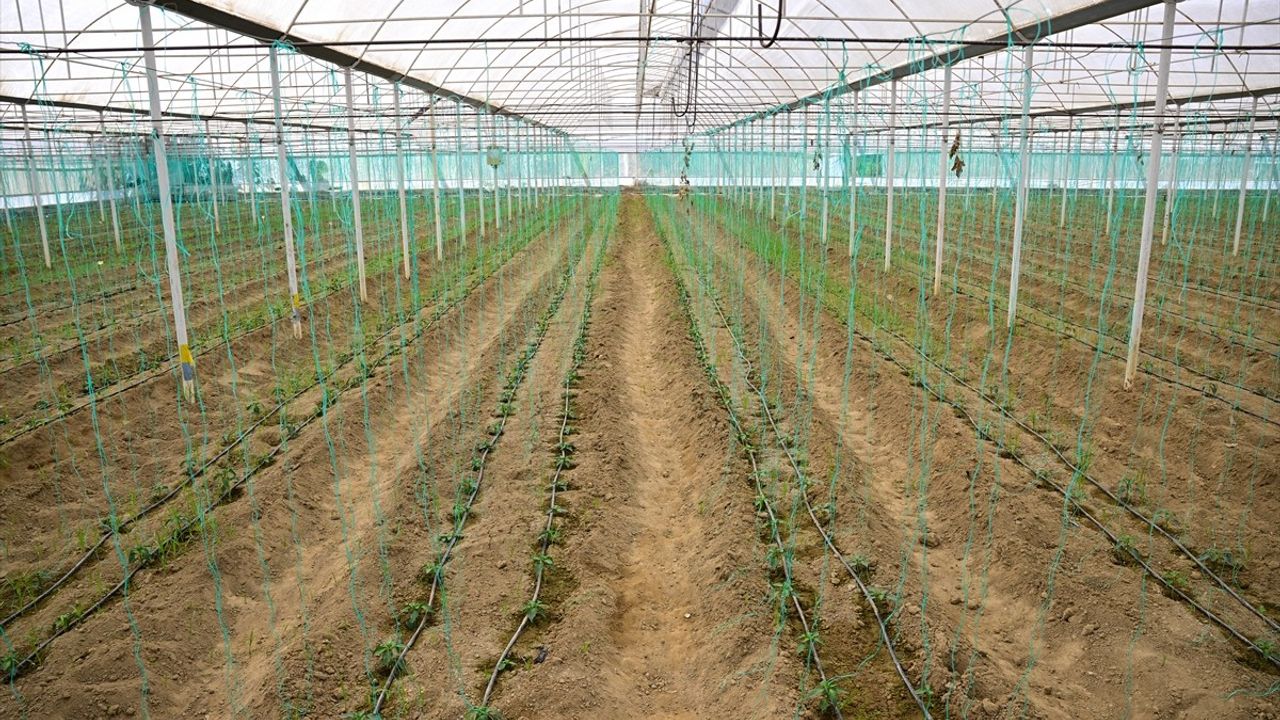 Batı Akdeniz Hububat İhracatında Yüzde 136,65 Artış