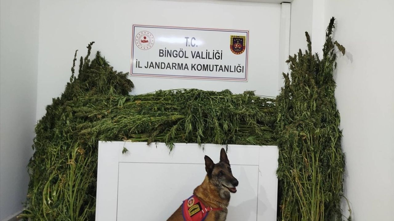 Bingöl'de Büyük Uyuşturucu Operasyonu: 91 Kilo Esrar Ele Geçirildi