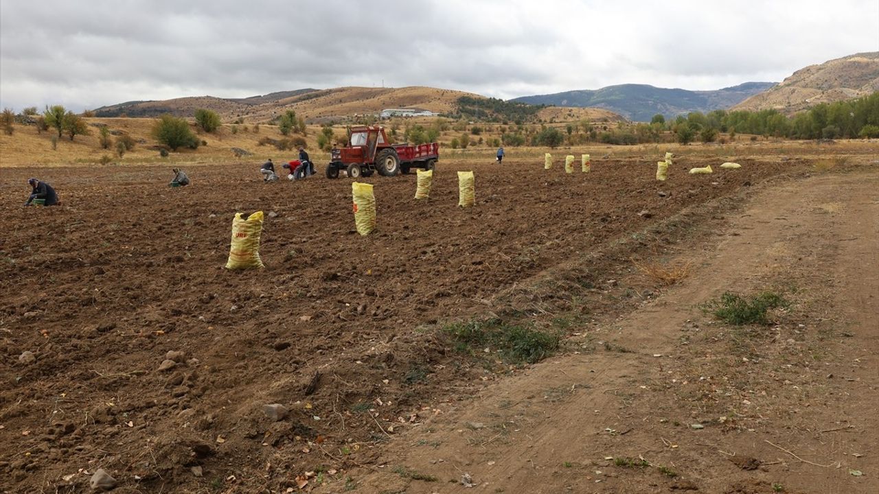 Çankırı'da Patates Hasadı Başladı