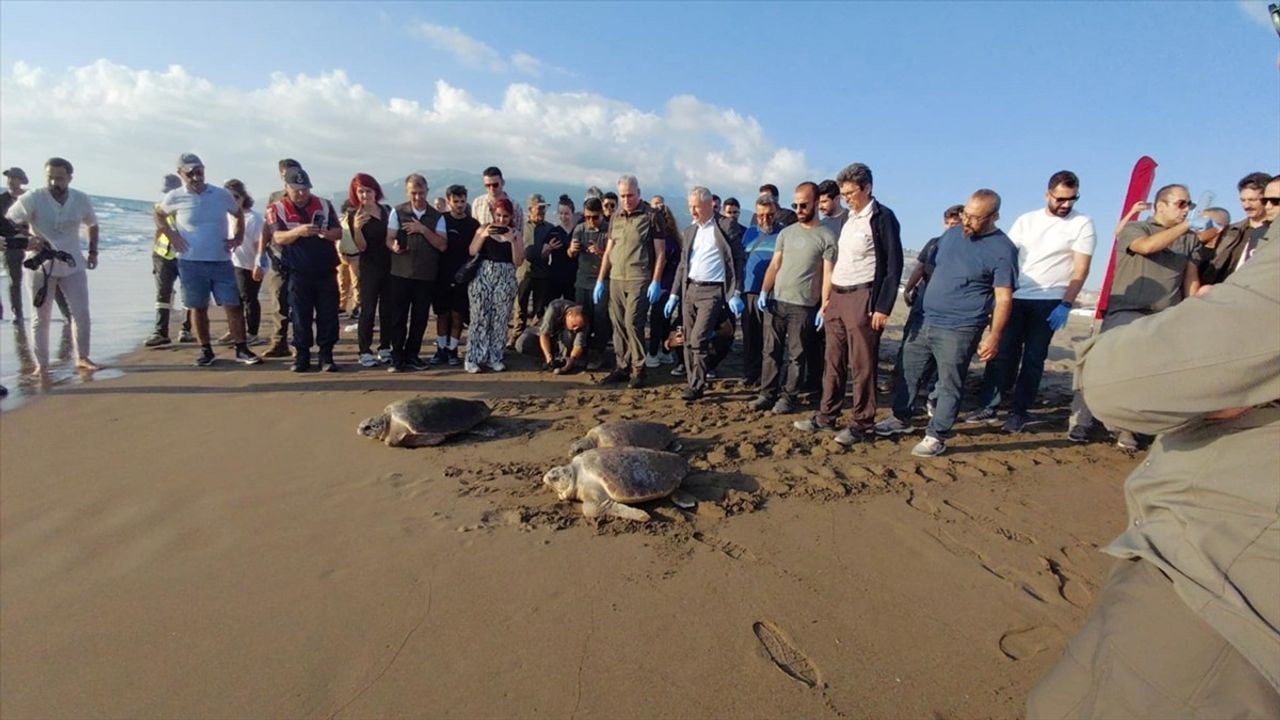 Caretta Caretta'lar Hatay'da Yeniden Denizle Buluştu