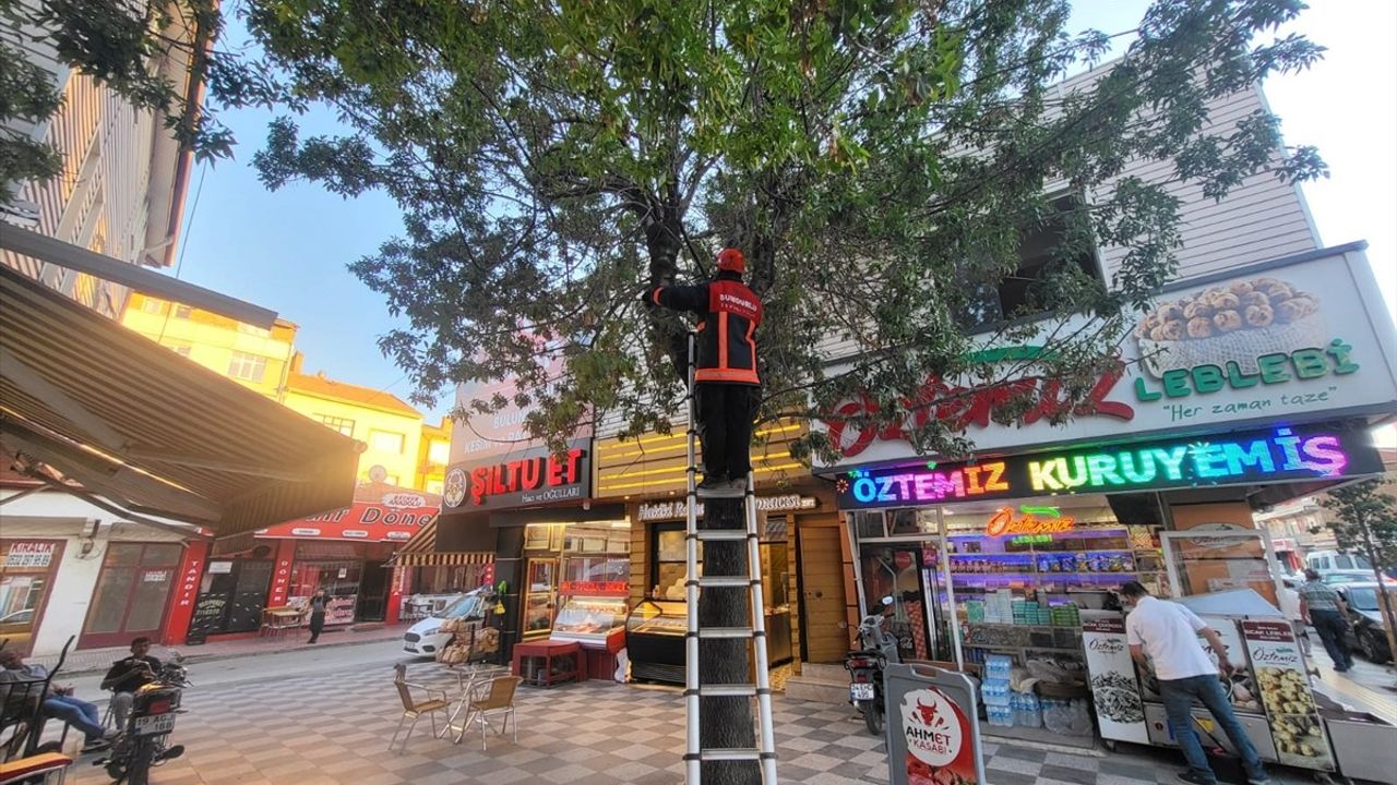 Çorum'da Ağaçta Mahsur Kalan Kedi İtfaiye Ekiplerince Kurtarıldı