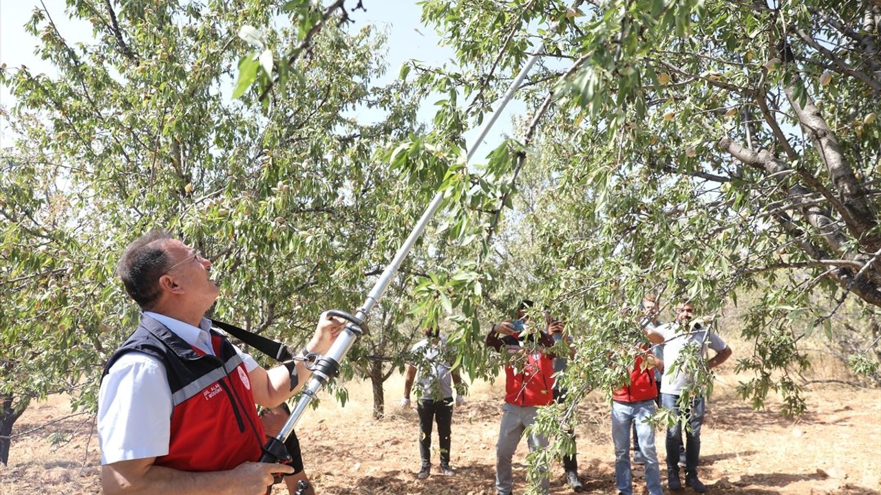 Diyarbakır'da Badem Hasadı Etkinliği Düzenlendi