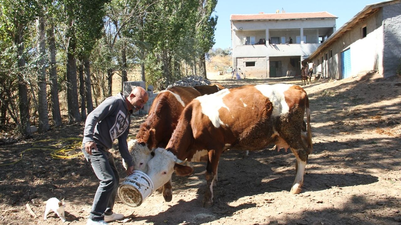 Eski Hükümlü Oğuz Abbas'ın Hayvancılık Başarısı