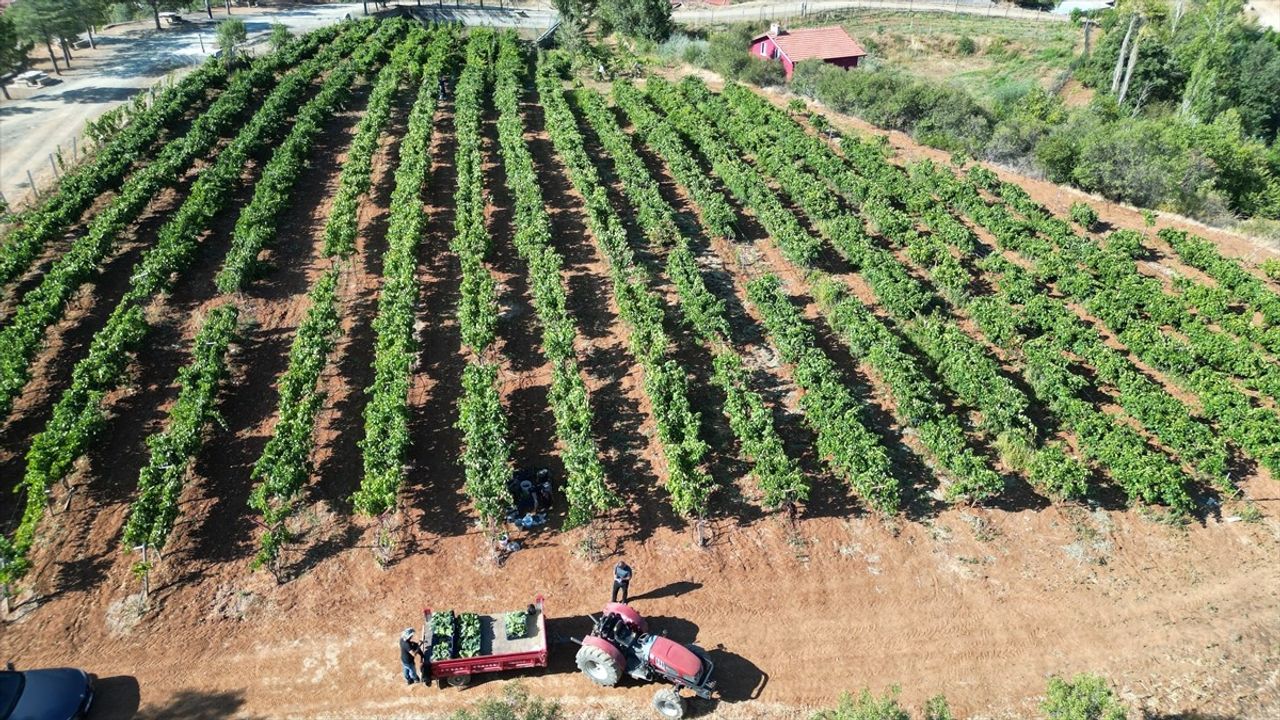 Isparta'da Hibe Destekli Üzüm Hasadı Başladı