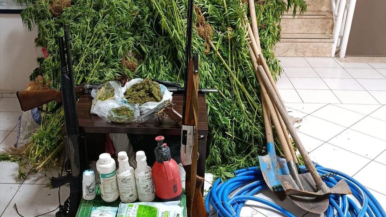 İzmir'de Ormanlık Alanda Hint Keneviri Yetiştiren Zanlı Yakalandı