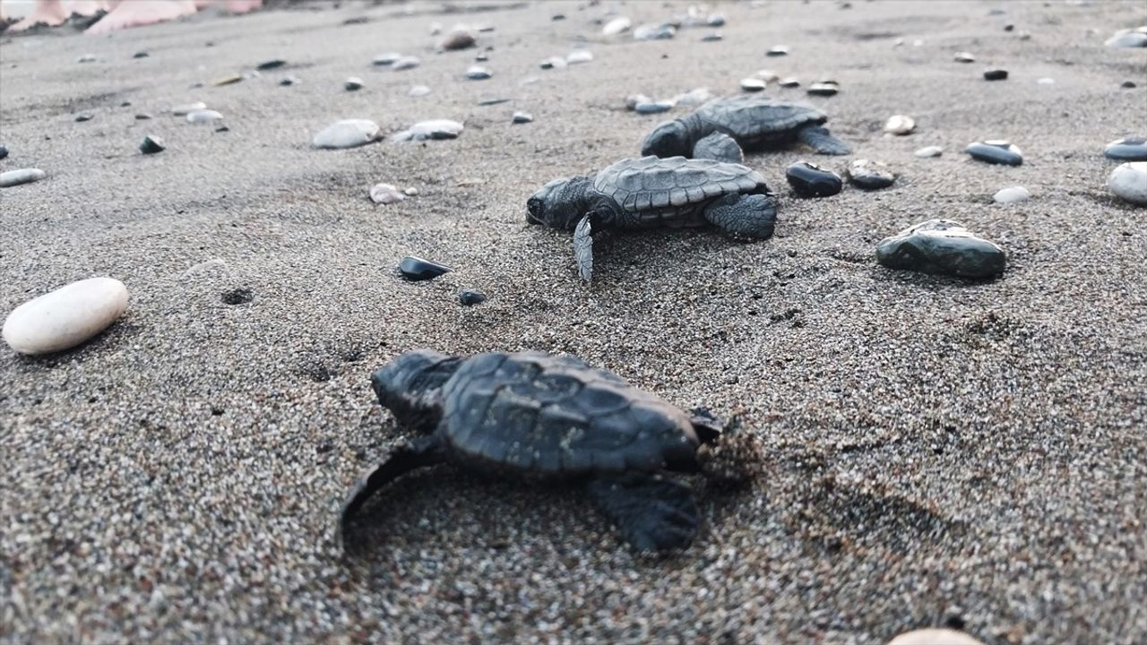 İztuzu Kumsalında 30 Bin Yavru Caretta Caretta Buluşa Dönüşüyor