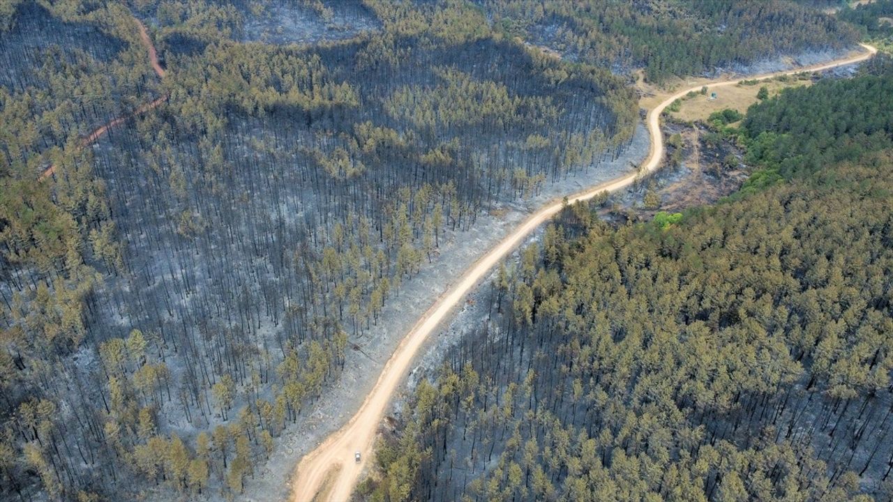 Karabük'teki Orman Yangınları Havadisleri