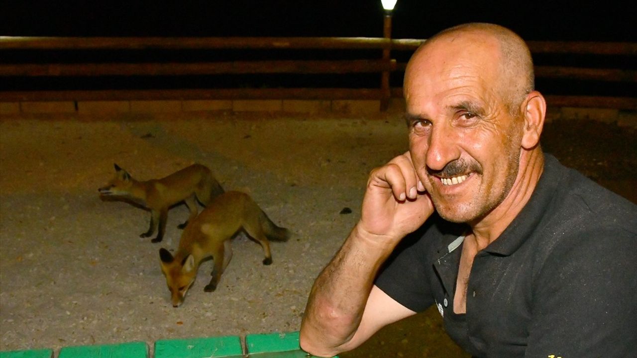 Kars'ta Tilki Yavrularına Mahalle Sakinleri Sahip Çıkıyor