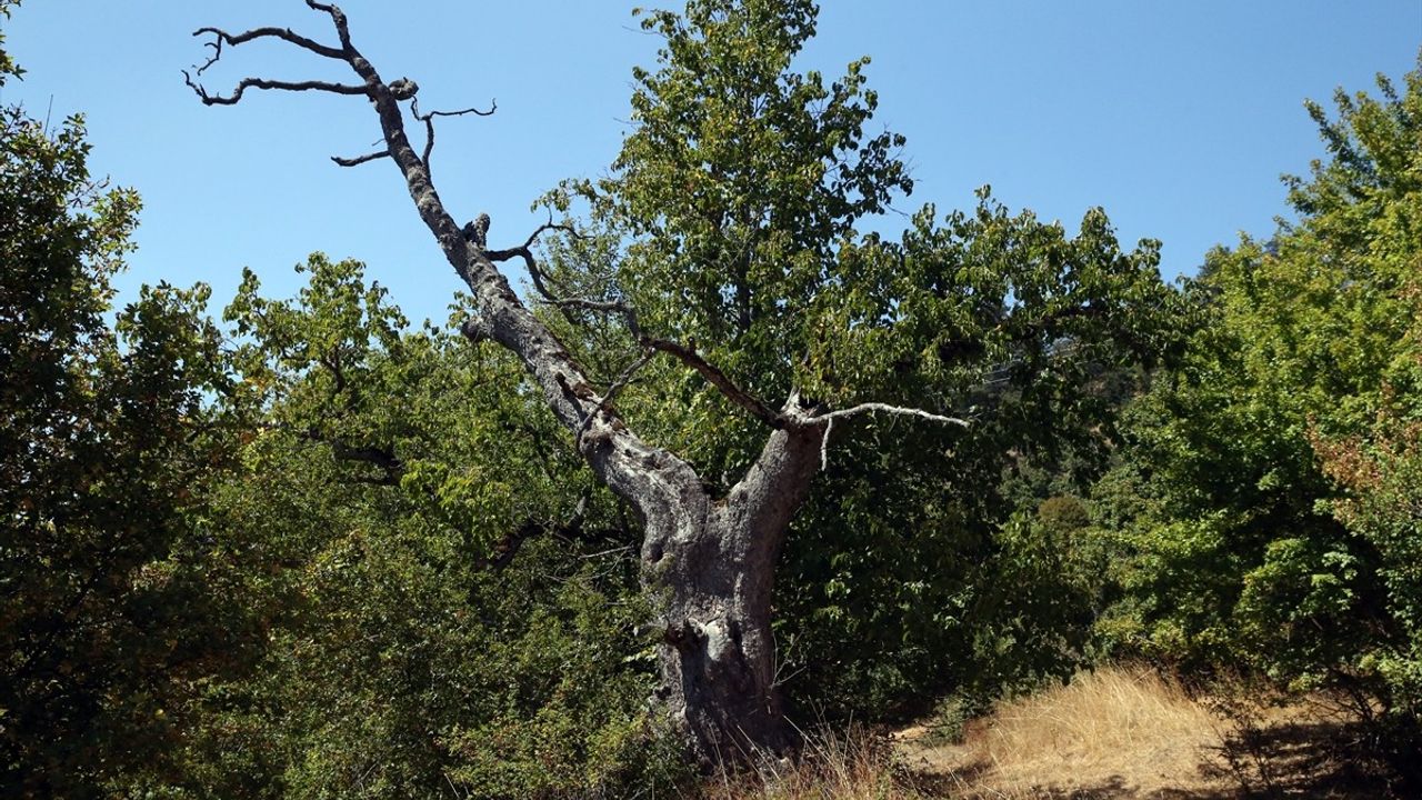 Kastamonu'nun Yüzyıllık Türk Fındığı Ağaçları