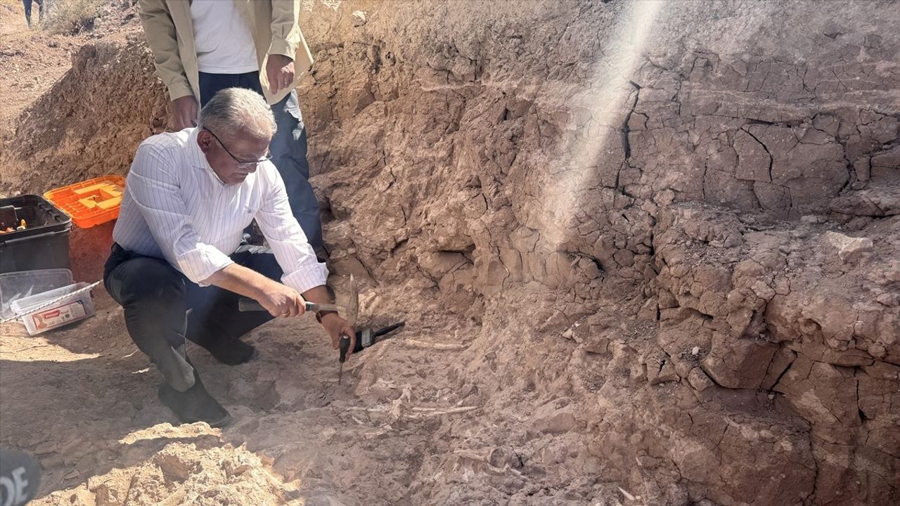 Kayseri'de 7,7 Milyon Yıllık Kılıç Dişli Kaplan Fosili Bulundu