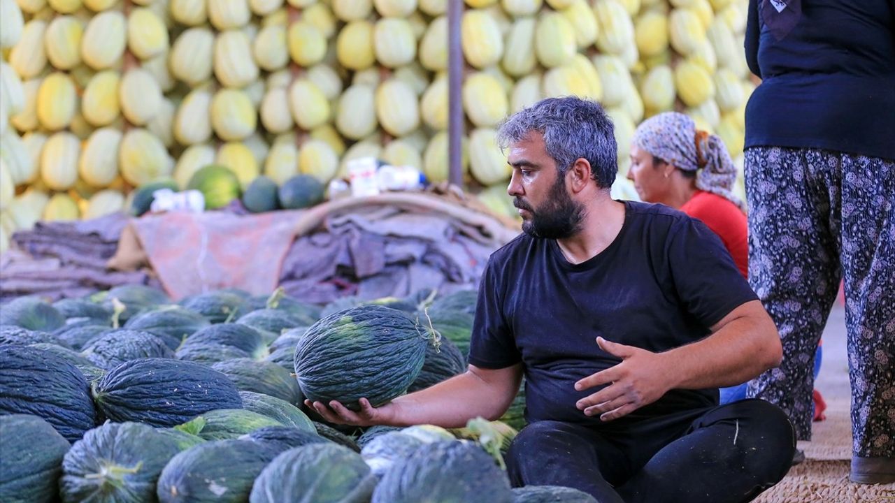 Kırkağaç Kavunu Hasat Sezonunda