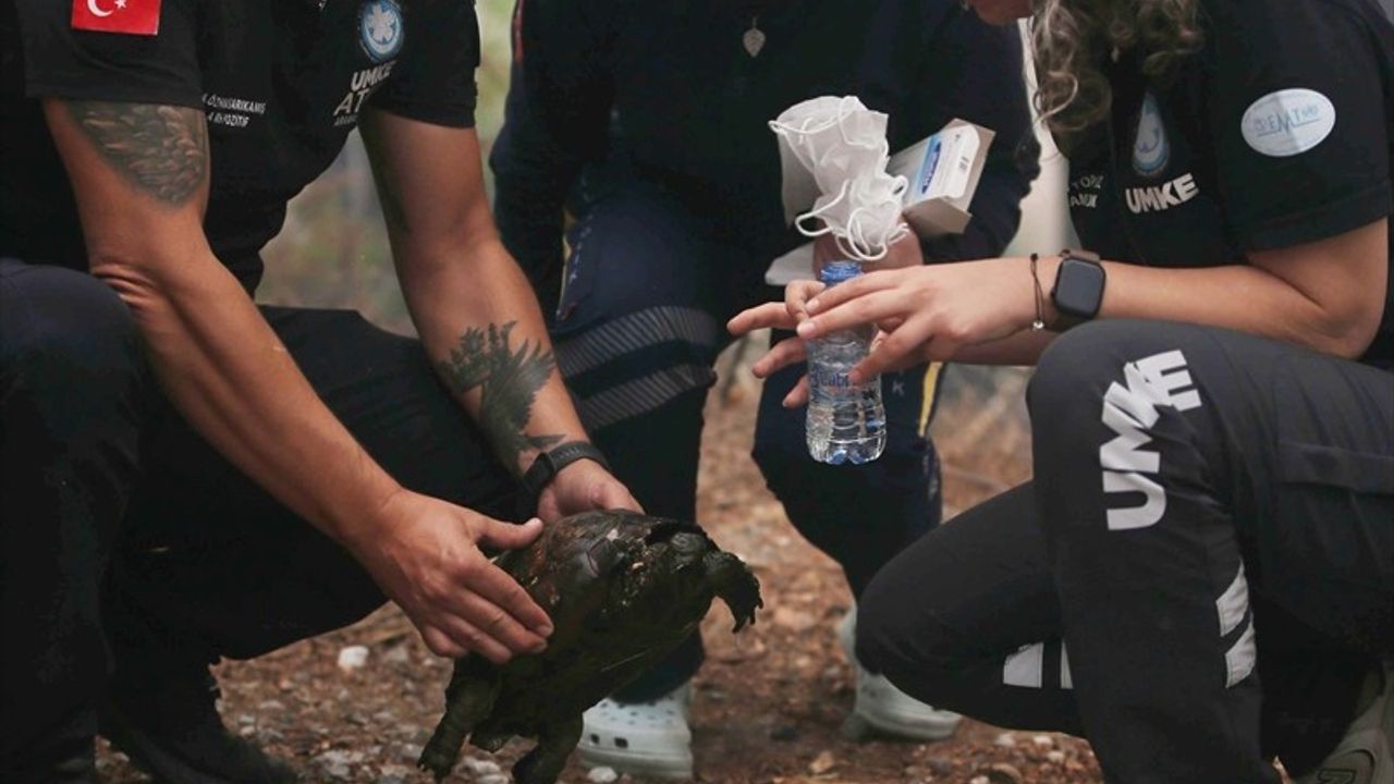 Köyceğiz'de Orman Yangınından Kurtarılan Kaplumbağa UMKE Ekipleri Tarafından Tedavi Edildi