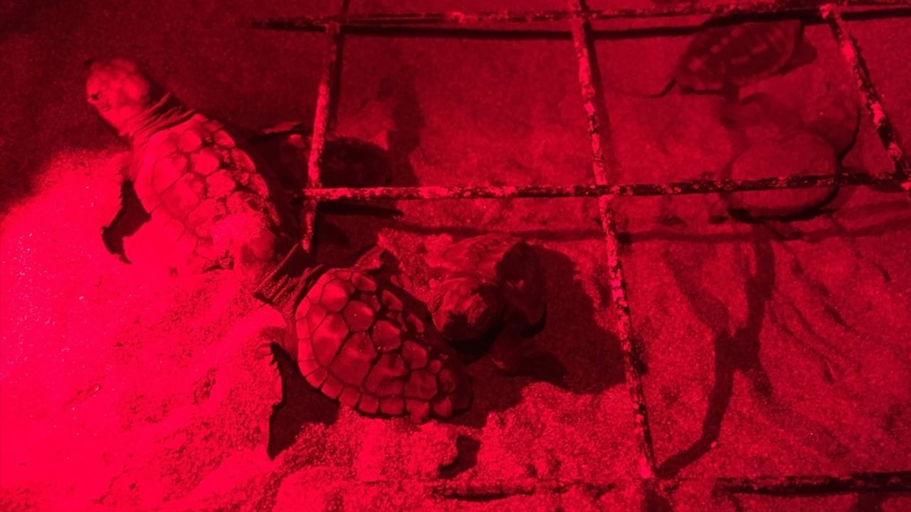 Muğla'da Ayağı Olmayan Kaplumbağanın Yavruları Denize Kavuştu