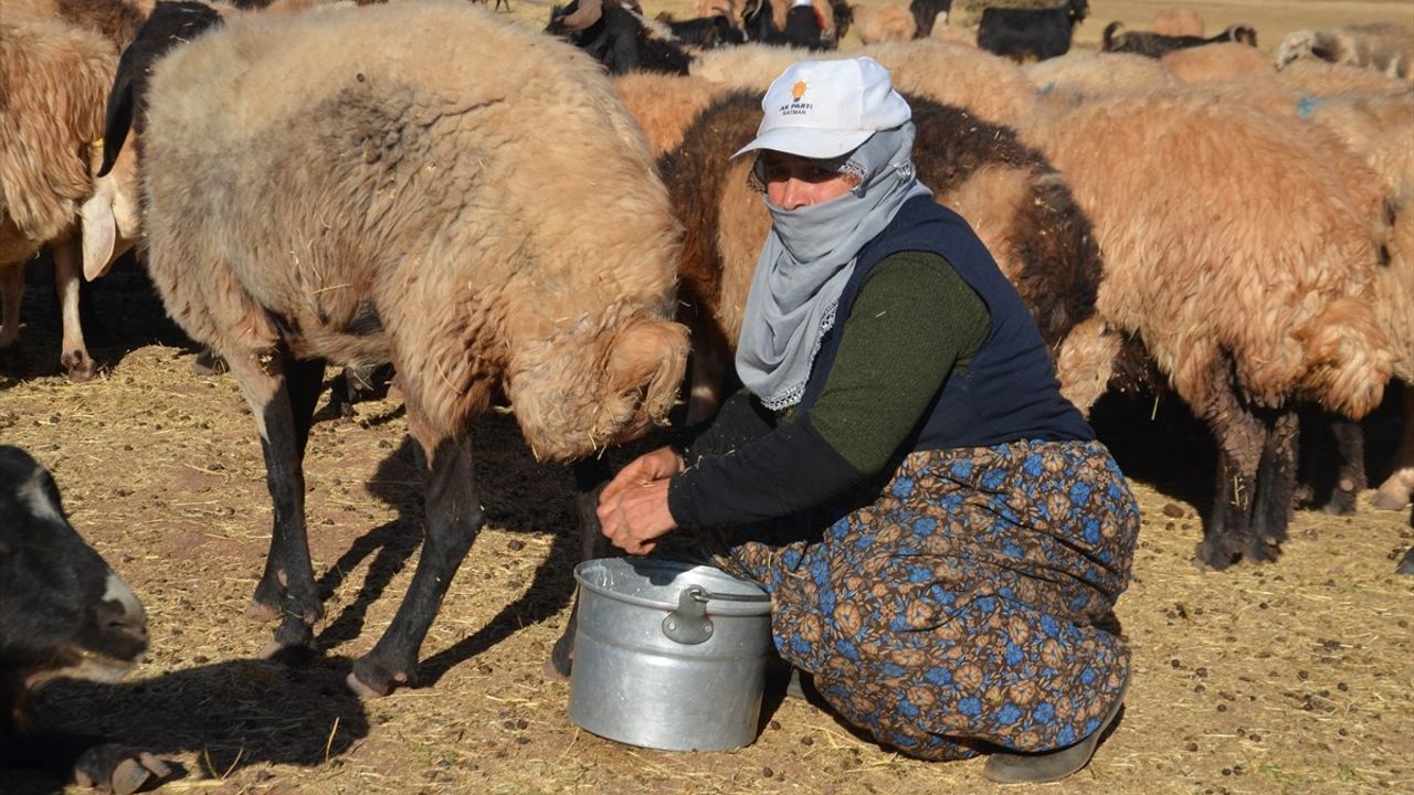 Muş'ta Kadınların Süt Sağma Geleneği
