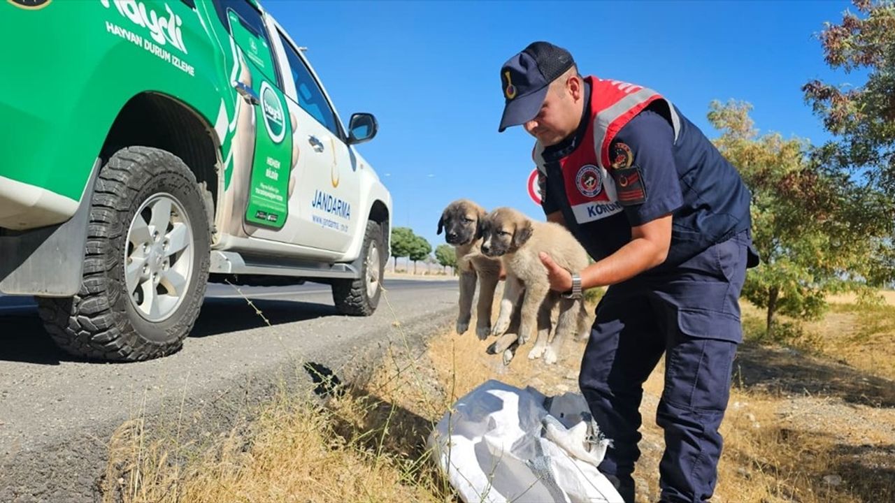 Muş'ta Terk Edilen Yavru Köpekler Barınağa Alındı